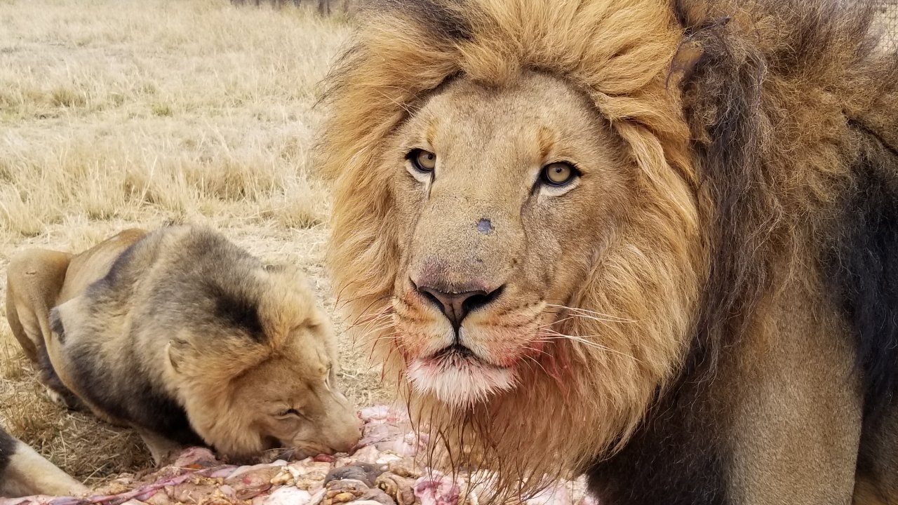 September 7, 2019 – Day 2 Lion Safari