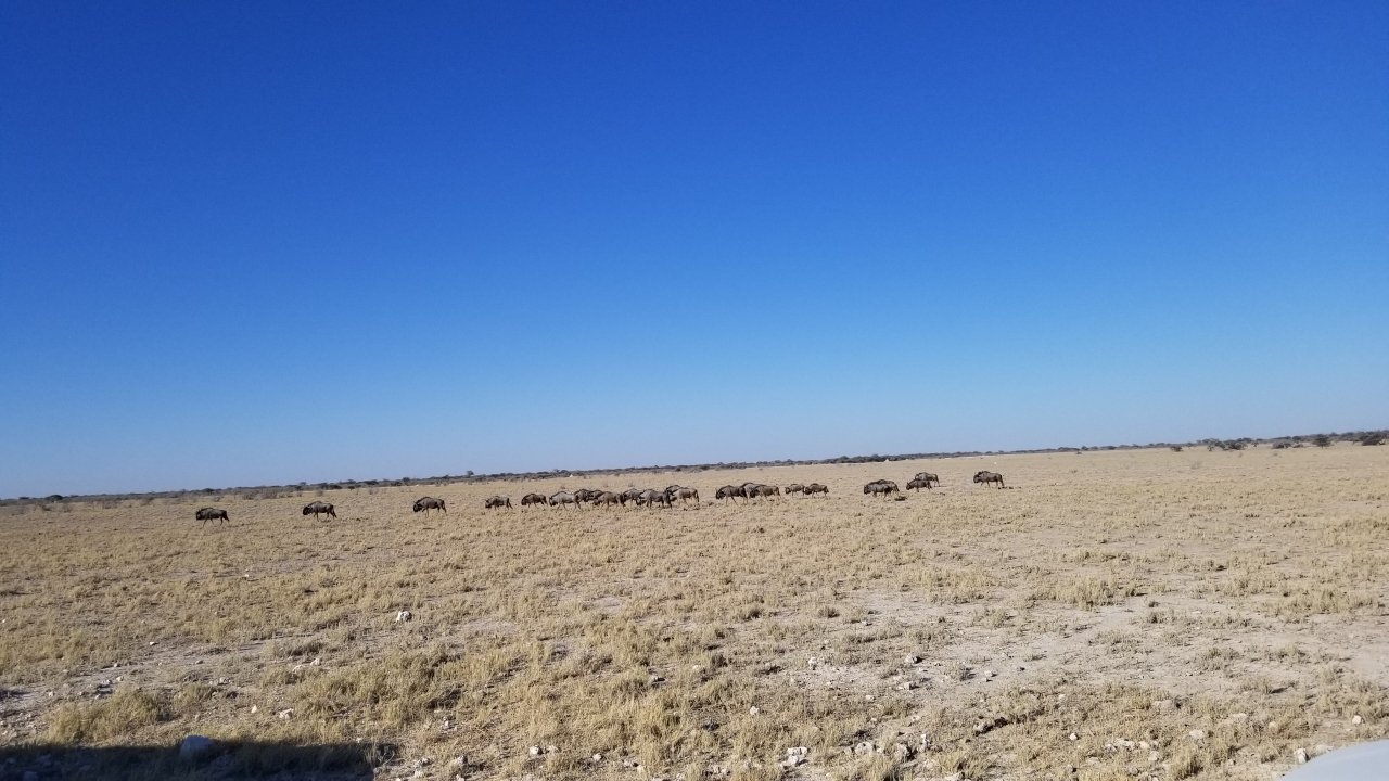 August 27, 2019 – Day 2 Etosha Game Lodge, Namibia