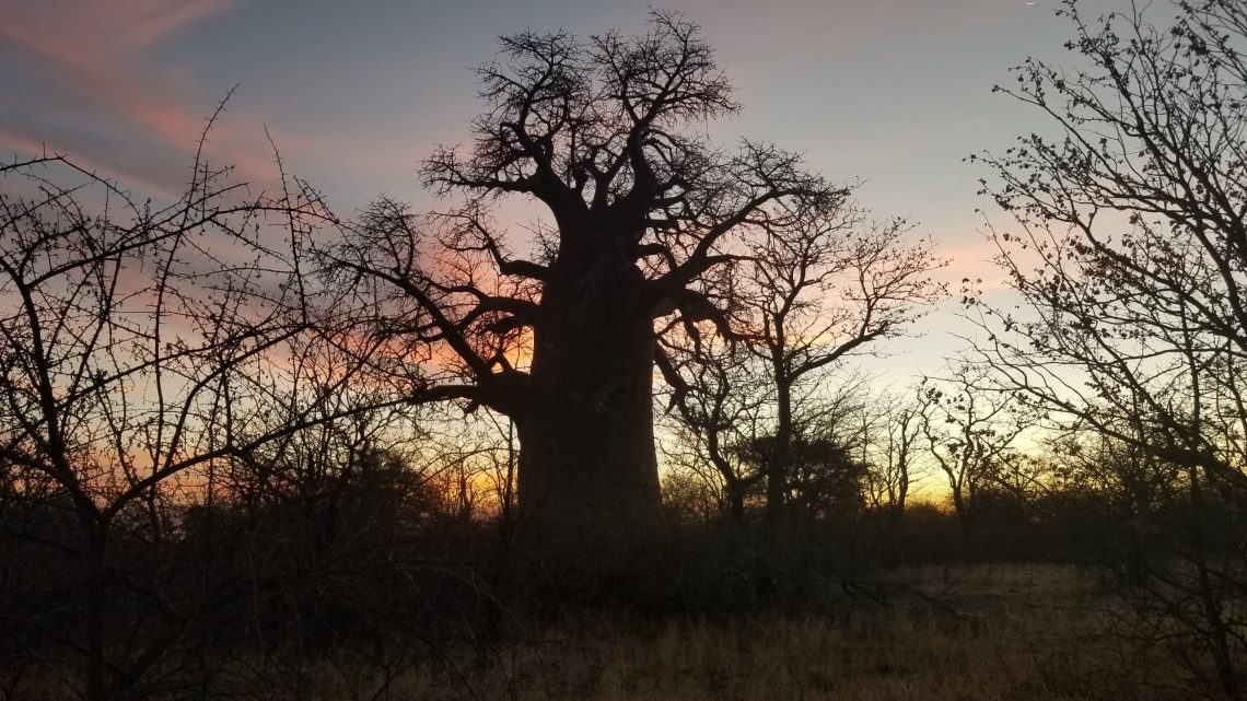 August 31, 2019 – Maun to Planet Boabab, Botswana